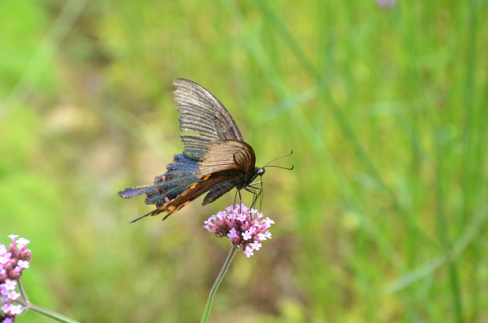 Insect summer green