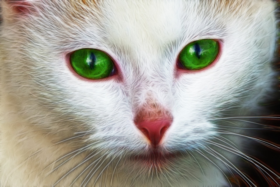 Portrait cute cat cat face