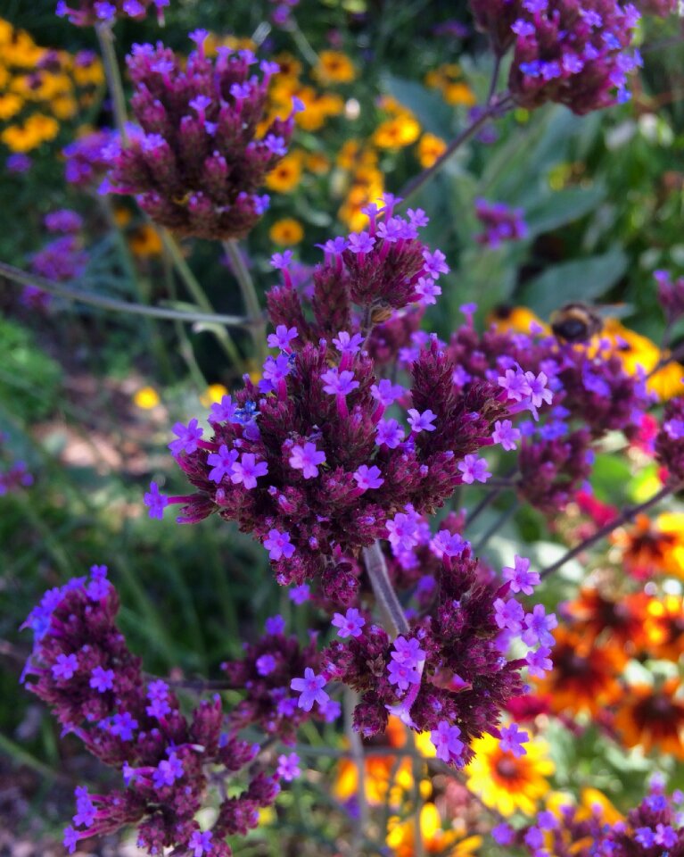 Lilac orange summer