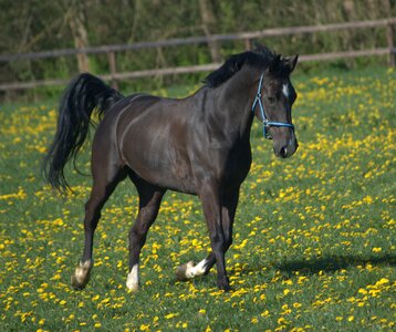 Whey spring horses