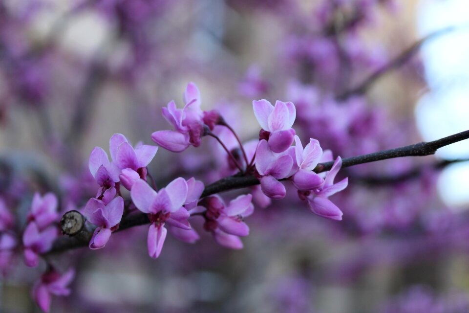 Springtime blooming outdoor