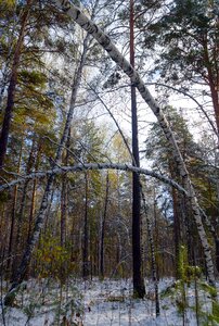 Trees nature winter photo