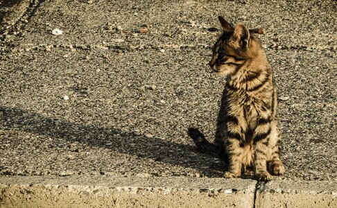 Animal cute kitten