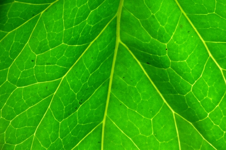 Plant green green backlight