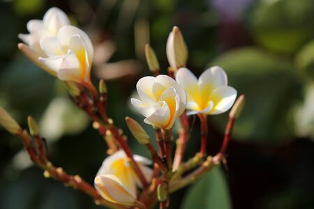 Orange bright plant