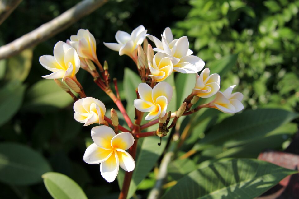 Orange flower orange bright