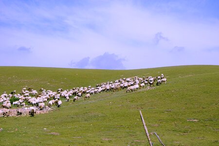 Summer shipping ranch photo