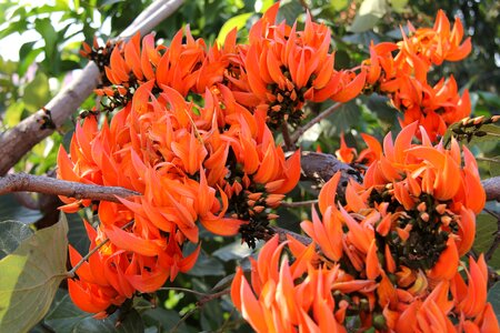 Orange bright plant