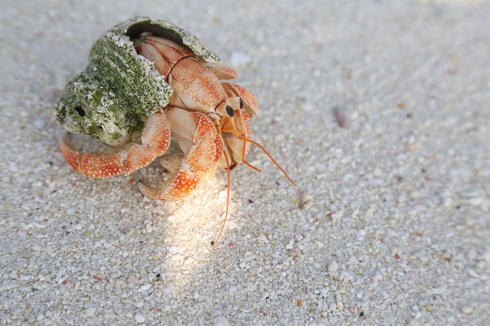 Shell crustacean animal