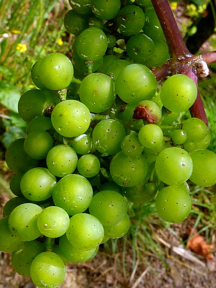 Fruit wine nature