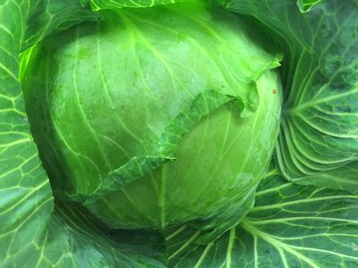 Fresh healthy raw