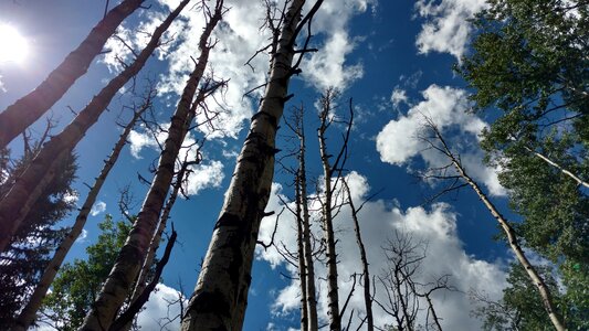 Dead trees forest blue sky photo