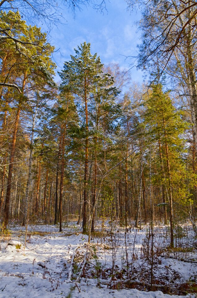 Trees winter forest pine