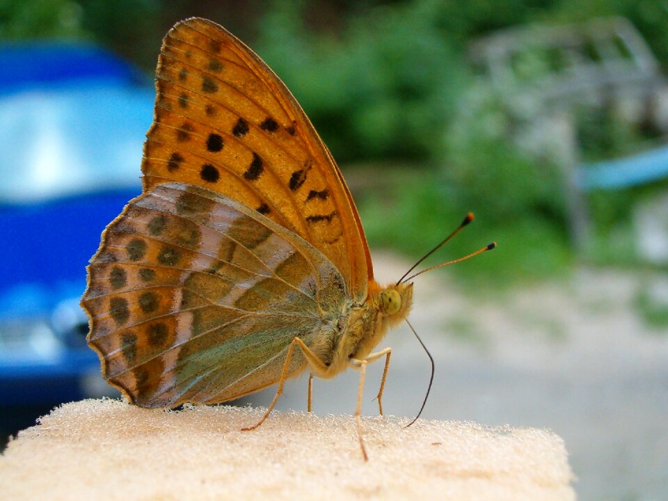 Animals nature insect