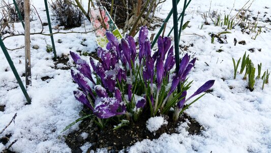 Snow frost coldness photo