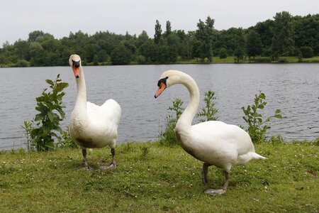 Swan head white