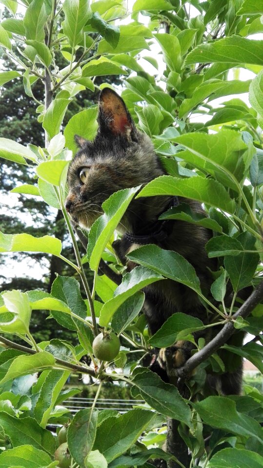 Climb hide pet