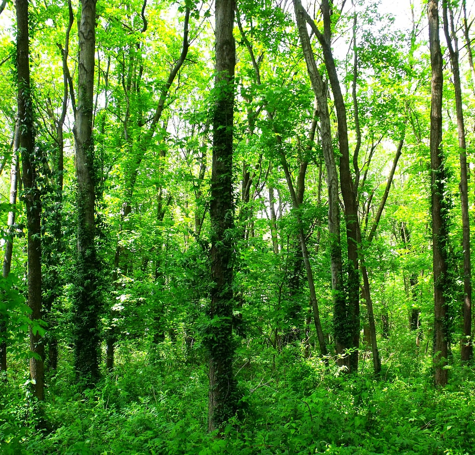 Agriculture outdoors environment