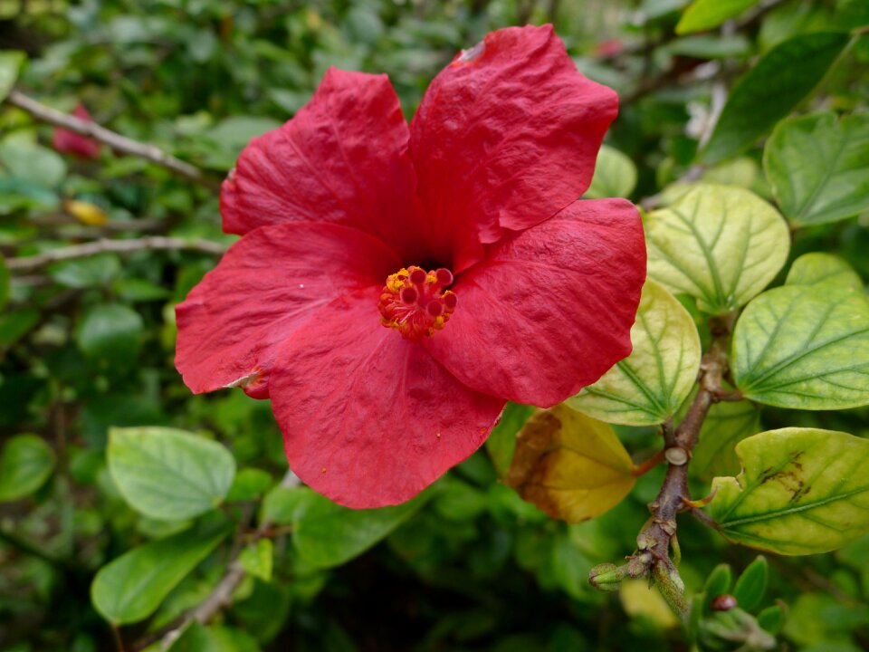 Hibiscus flowers red