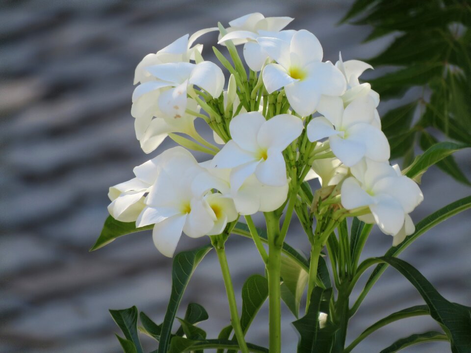 White girls tropical 5 petals