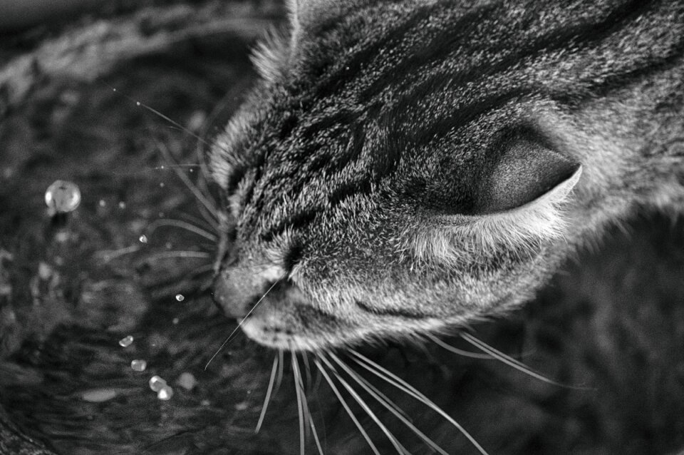 Water animals kitty