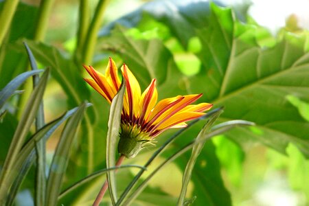 Garden nature sunbeams photo