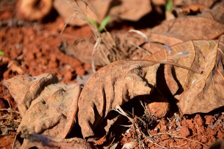 Macro fig leaves mediterranean