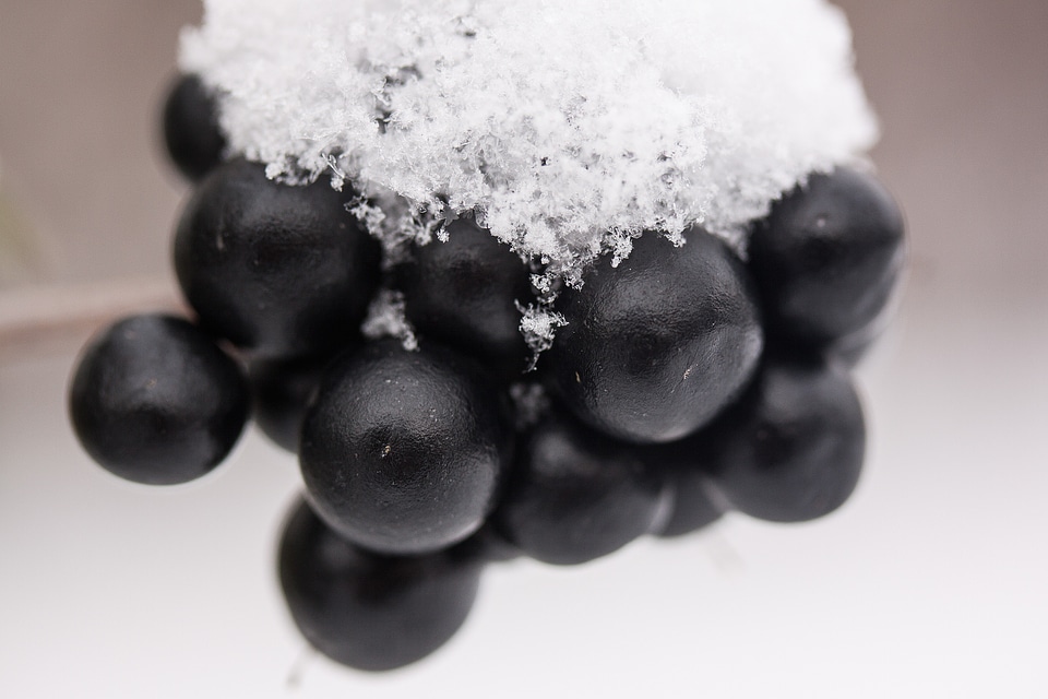 Black berries transition