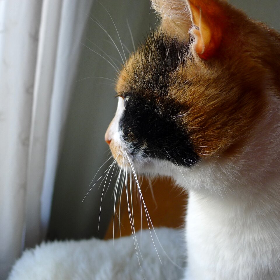 Thoughtful cat whiskers