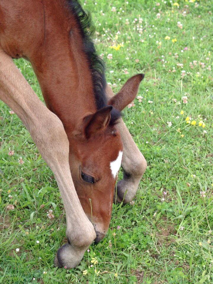 Breeding horses pure arab blood browse