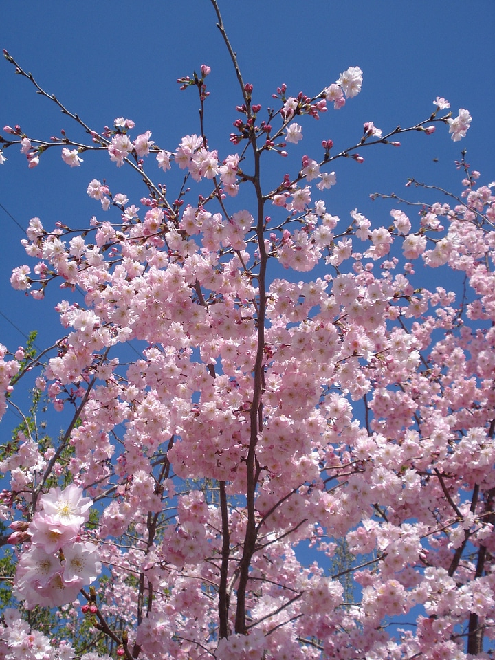 Tree sky spring
