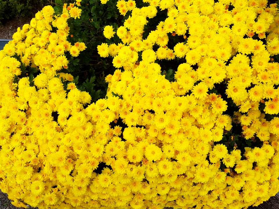Sodam luxury flowers chrysanthemum