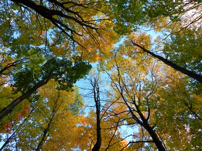 Green blue nature photo