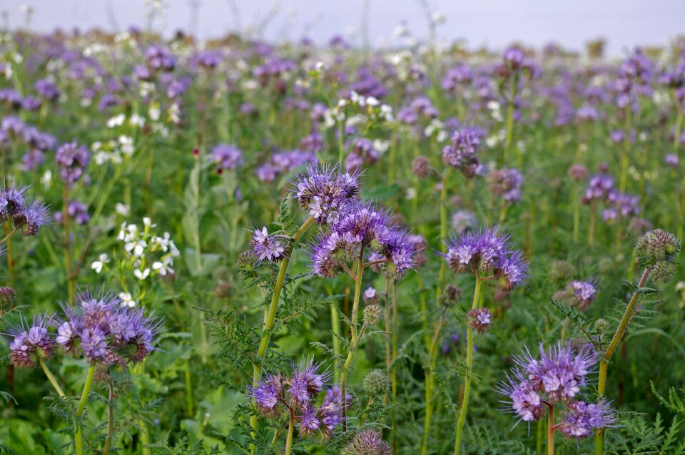 Bees flower violet photo