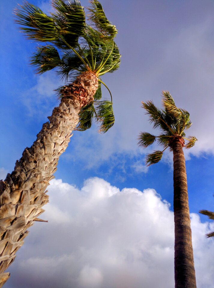 Palm blue beach photo