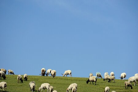 Shipping ranch goat photo