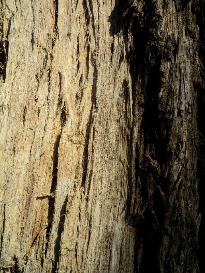 Nature trunk wood
