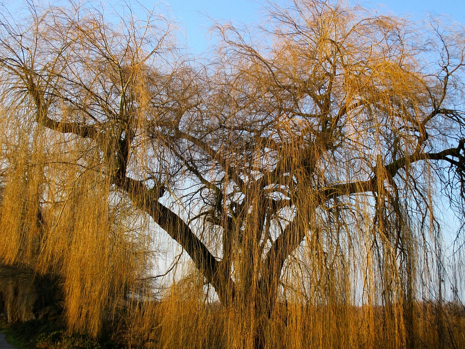 Aesthetic branches rods