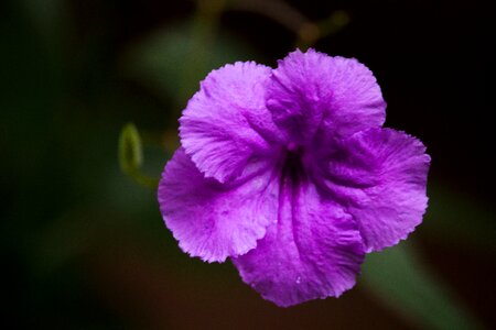 Nature wild violet flowers photo