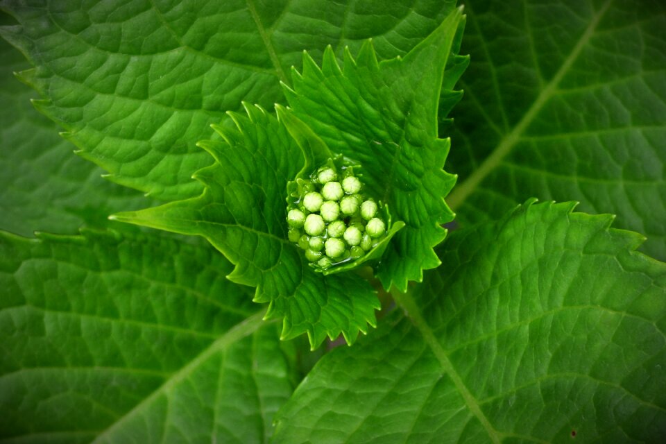 Leaves plant green nature
