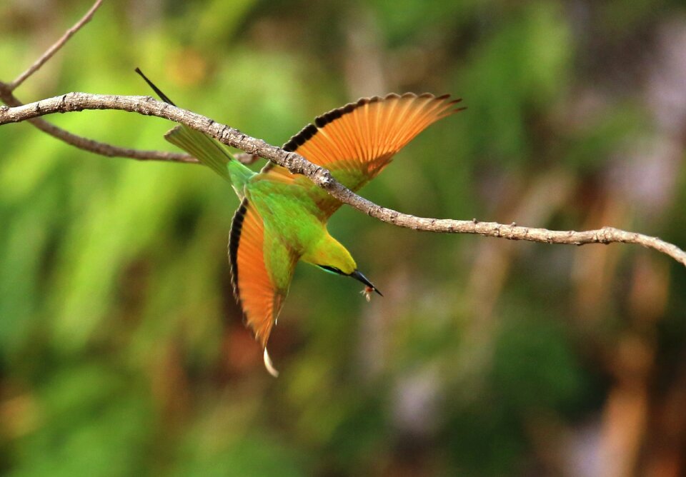 Wildlife feather wings