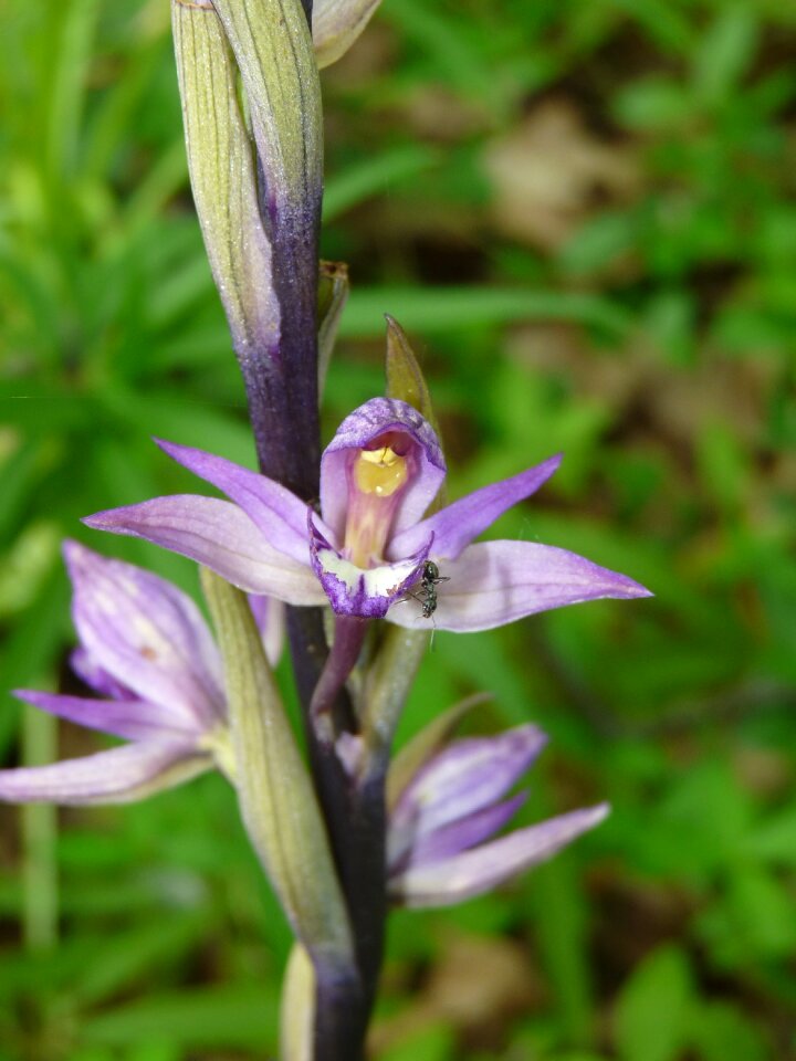 Orchid achlorophyllous
