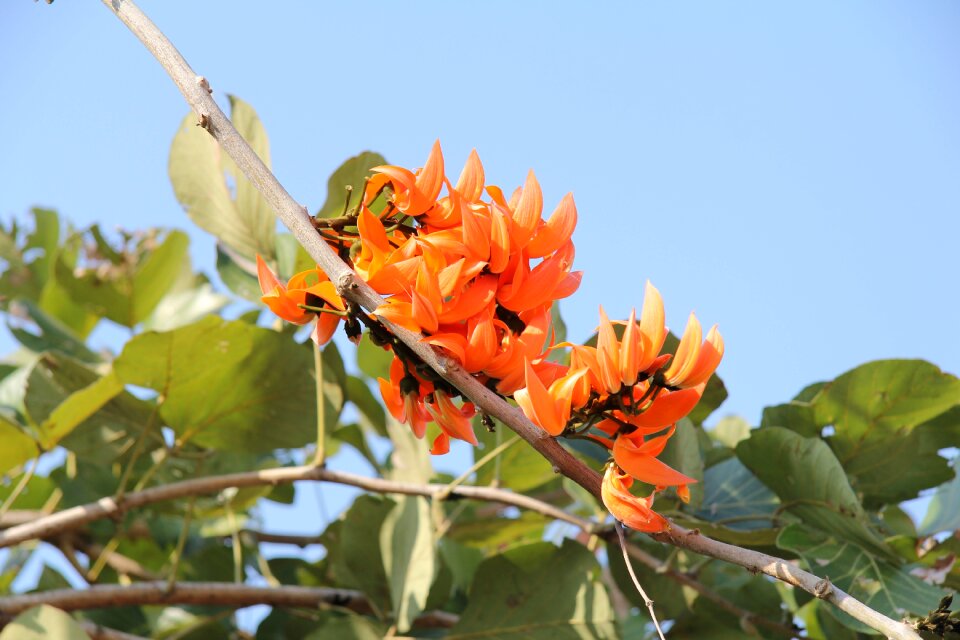 Orange flower orange bright