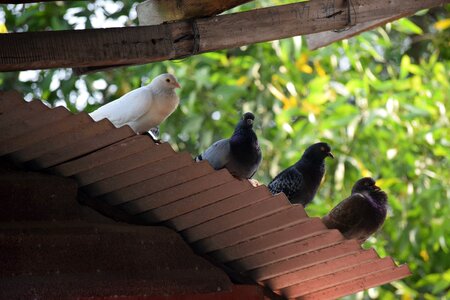 Animal dove dong nai province