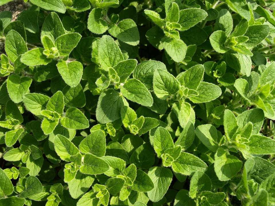 Herbs kitchen season