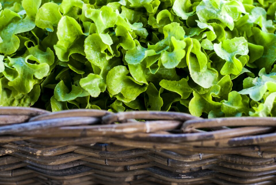 Fresh healthy fair