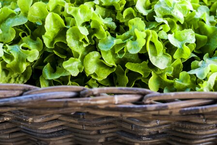 Fresh healthy fair