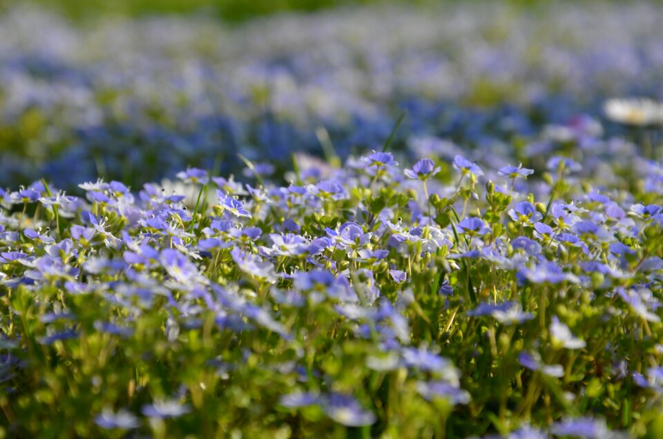 Spring bloom plant