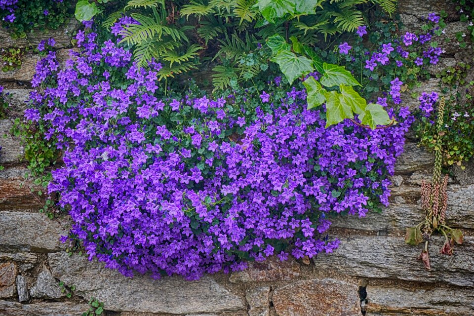 Blue summer purple