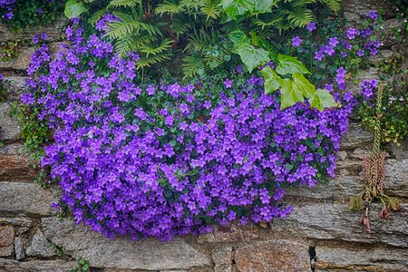 Blue summer purple